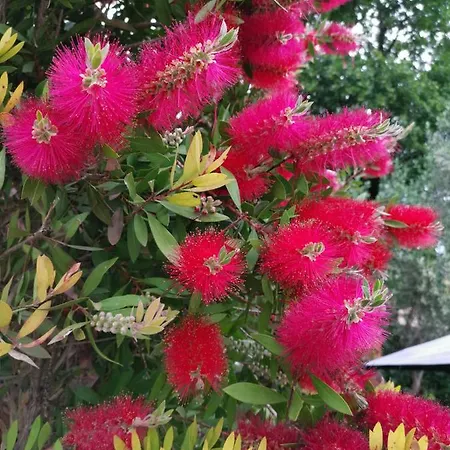 Pensionat La Di Giada Pisa